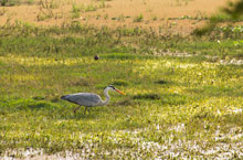 Bharatpur National Park