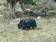 Bhutan Trekking Tour