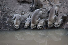 India wildlife tour