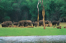 Periyar Wildlife Sanctuary