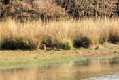 Ranthambhore Forest