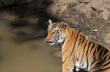 Tiger Safari Ranthambhor